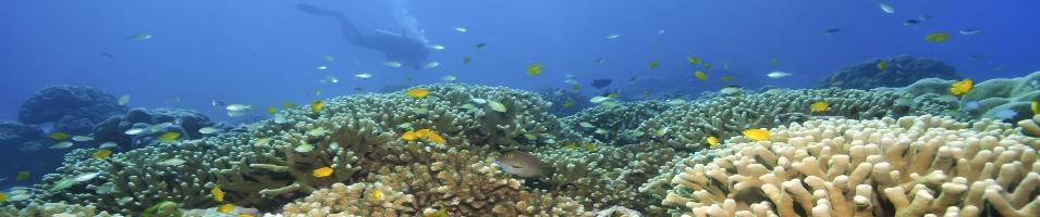 Diving